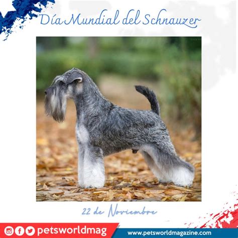 dia mundial del perro schnauzer